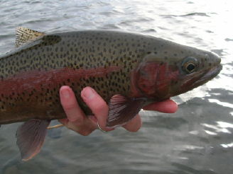 McKenzie redside rainbow trout