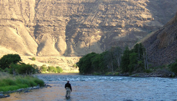 Swinging flies for Deschutes River steelhead