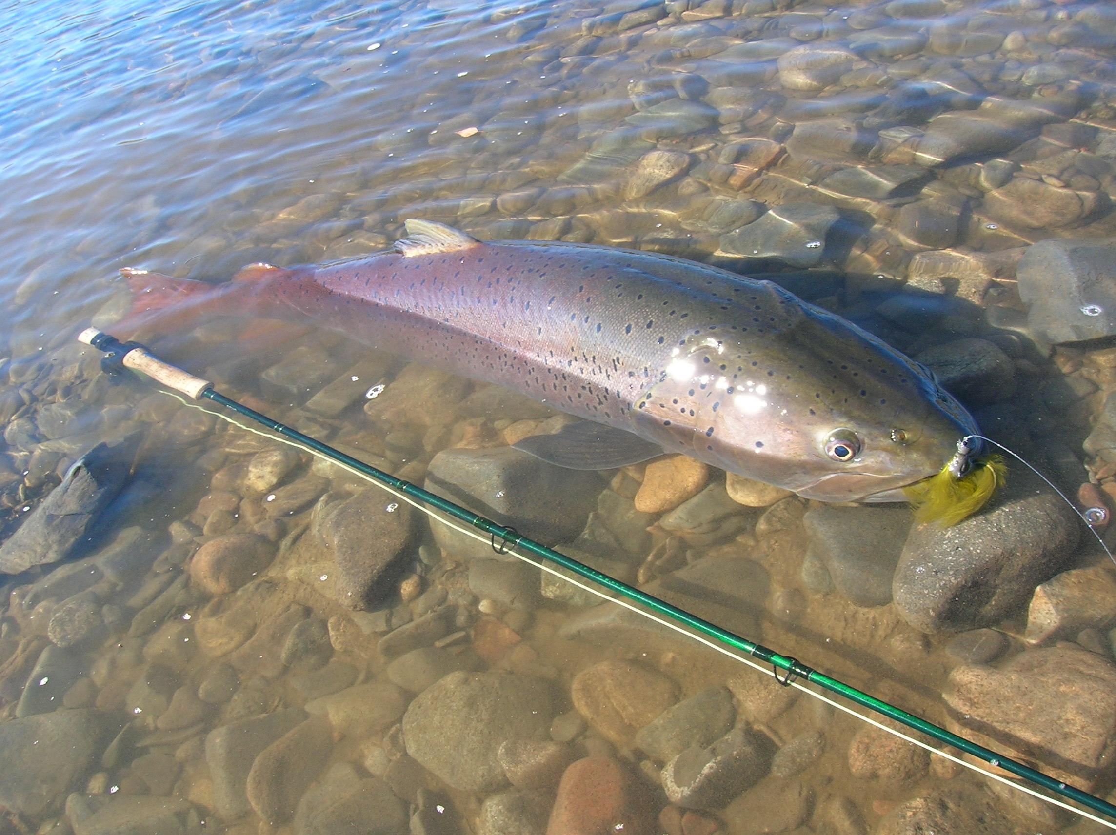 Fly rod set up for Mongolian taimen